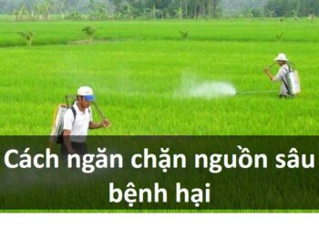 Cách ngăn chặn nguồn sâu bệnh hại cây trồng