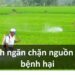 Cách ngăn chặn nguồn sâu bệnh hại cây trồng