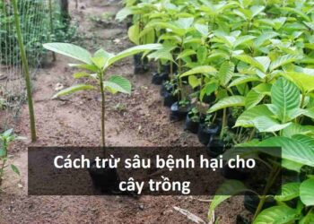 Lựa chọn giống cây phù hợp giúp chống sâu bệnh hại