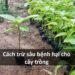 Lựa chọn giống cây phù hợp giúp chống sâu bệnh hại