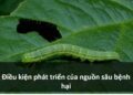 Các điều kiện phát triển của nguồn sâu bệnh hại
