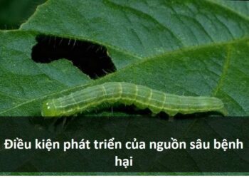 Các điều kiện phát triển của nguồn sâu bệnh hại