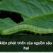Các điều kiện phát triển của nguồn sâu bệnh hại