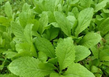 24 lợi ích của cải canh tốt cho sức khỏe chúng ta mà bạn cần nhớ