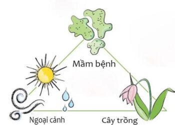 Nguyên nhân cây trồng bị bệnh hại