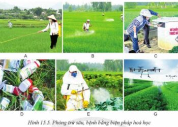 Các Biện Pháp Để Phòng Chống Bệnh Hại Cho Cây Trồng