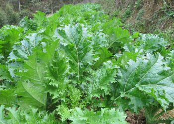 Cải mèo là cải gì?