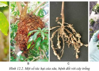 Tác hại của bệnh hại đối với cây trồng