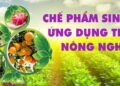 Phòng trừ sâu bệnh hại cho cây trồng bằng chế phẩm sinh học có hiệu quả không?