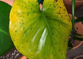 Nguyên nhân cây bị sâu bệnh hại