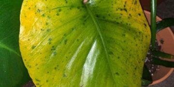 Nguyên nhân cây bị sâu bệnh hại