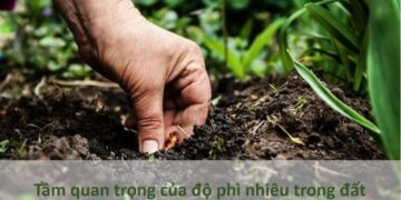 Tầm quan trọng của Độ Phì Nhiêu Đối Với Trồng Cây