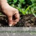 Tầm quan trọng của Độ Phì Nhiêu Đối Với Trồng Cây